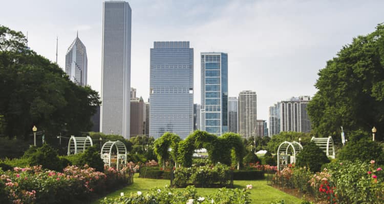 summer skyline of chicago from rose garden