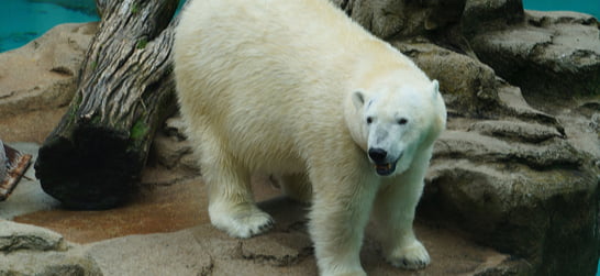 polar bear at the lincoln park zoo
